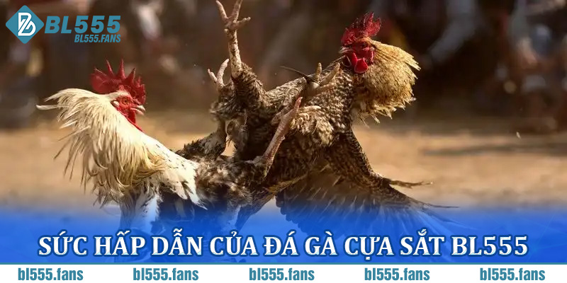 Sức Hấp Dẫn Của Đá Gà Cựa Sắt BL555
