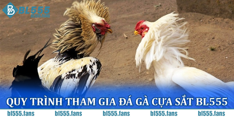 Quy Trình Tham Gia Đá Gà Cựa Sắt BL555