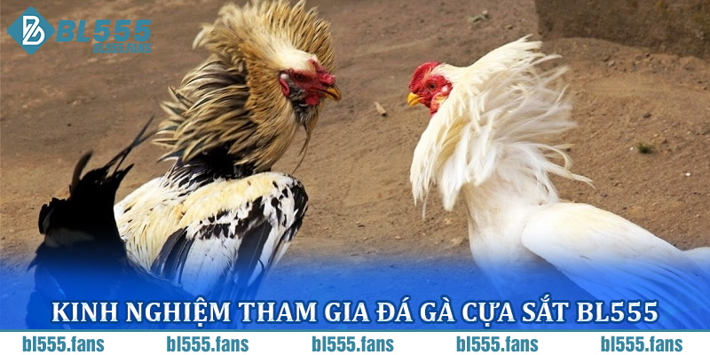 Kinh Nghiệm Tham Gia Đá Gà Cựa Sắt BL555